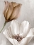 Picture of BLOOMING MOCHA 2