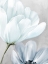 Picture of BLOOMING 1