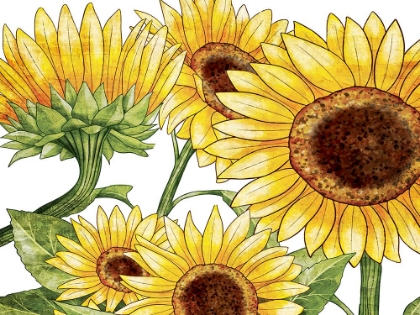 Picture of SUNFLOWERS 1