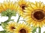 Picture of SUNFLOWERS 1