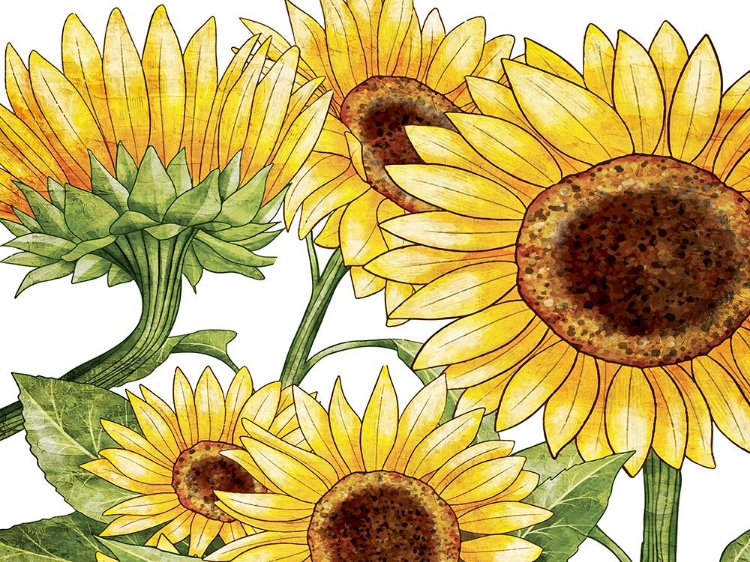 Picture of SUNFLOWERS 1
