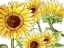 Picture of SUNFLOWERS 2
