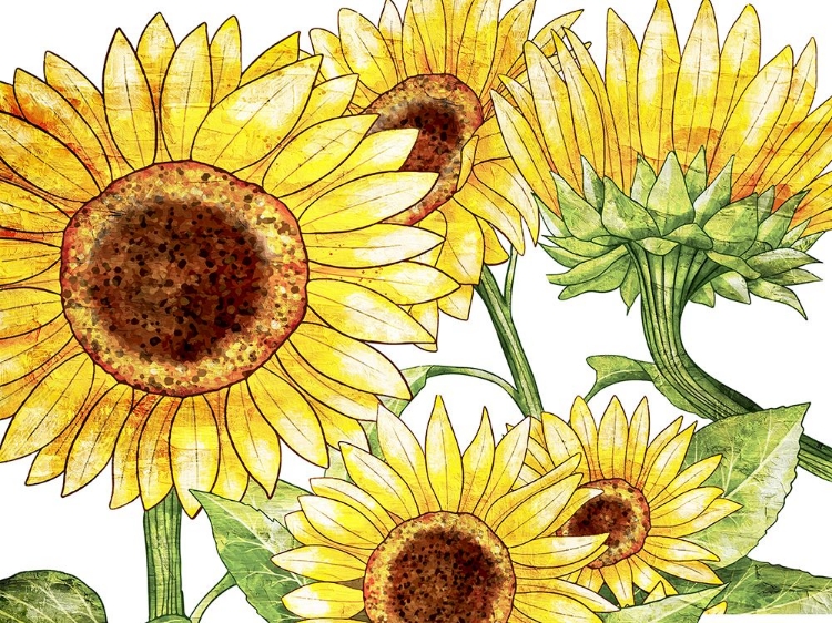 Picture of SUNFLOWERS 2