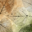 Picture of IMPRINT LEAVES 3