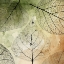 Picture of IMPRINT LEAVES 4