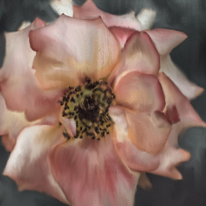Picture of DUSTY ROSE