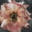 Picture of DUSTY ROSE
