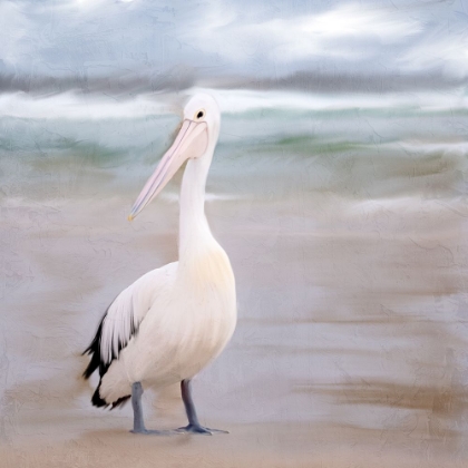 Picture of PELICAN WALK