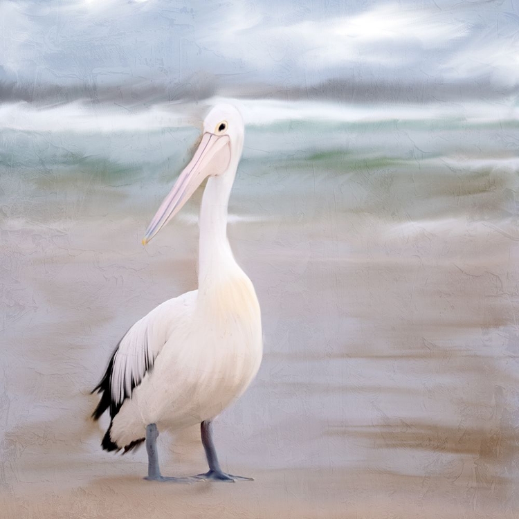 Picture of PELICAN WALK