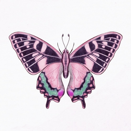 Picture of SPRING FLIGHT 2