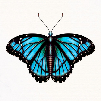 Picture of SPRING FLIGHT 3