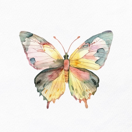 Picture of WATERCOLOR BUTTERFLY 1