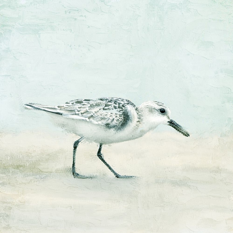Picture of SANDPIPER 1
