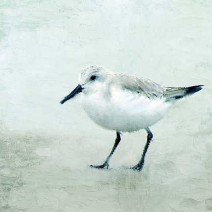Picture of SANDPIPER 2