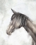 Picture of HORSE PROFILE