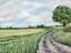 Picture of COUNTRY ROADS