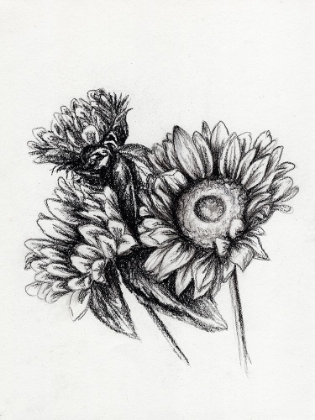 Picture of SUNFLOWERS IN CHARCOAL 1