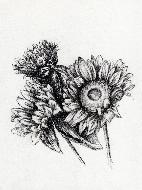 Picture of SUNFLOWERS IN CHARCOAL 1