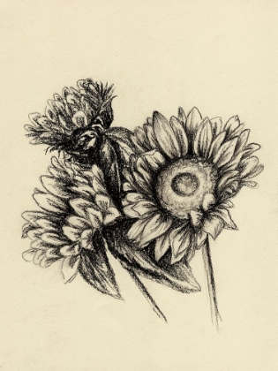 Picture of SUNFLOWERS IN CHARCOAL 1 V2