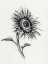 Picture of SUNFLOWERS IN CHARCOAL 2
