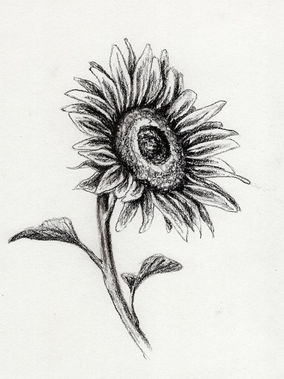 Picture of SUNFLOWERS IN CHARCOAL 2