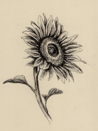 Picture of SUNFLOWERS IN CHARCOAL 2 V2