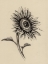 Picture of SUNFLOWERS IN CHARCOAL 2 V2