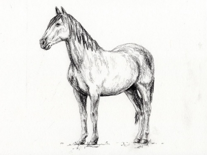 Picture of HORSE IN CHARCOAL