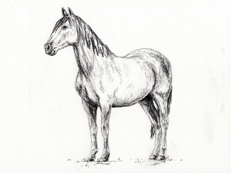 Picture of HORSE IN CHARCOAL