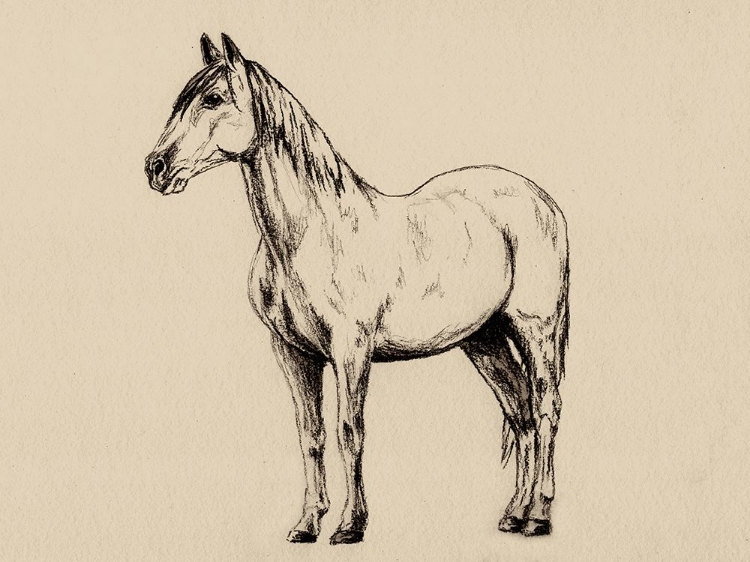 Picture of HORSE IN CHARCOAL V2