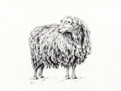 Picture of SHEEP IN CHARCOAL