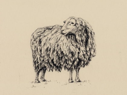 Picture of SHEEP IN CHARCOAL V2