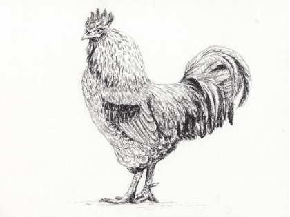 Picture of ROOSTER IN CHARCOAL