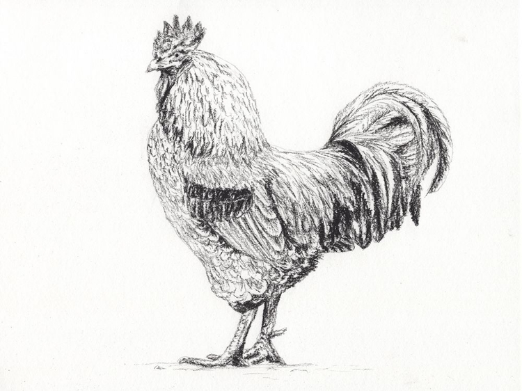 Picture of ROOSTER IN CHARCOAL