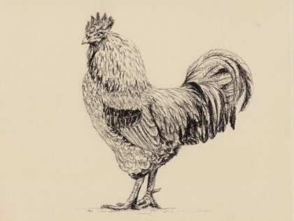 Picture of ROOSTER IN CHARCOAL V2