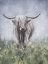 Picture of HIGHLAND COW 2