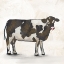 Picture of COW