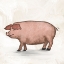 Picture of PIG