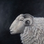 Picture of WHITE SHEEP