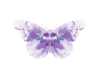 Picture of PURPLE BUTTERFLY 2