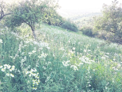 Picture of SUNNY DAISIES