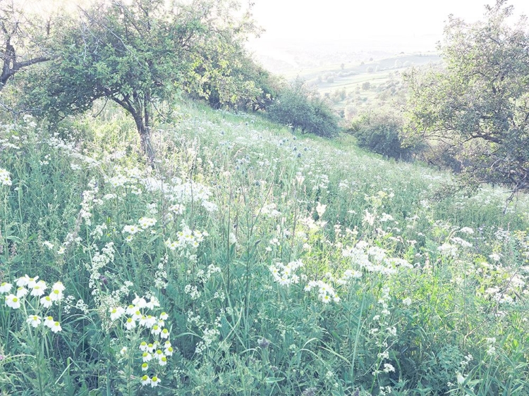 Picture of SUNNY DAISIES