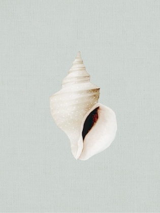 Picture of OCEAN SHELL