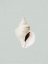 Picture of OCEAN SHELL