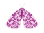 Picture of FLOURISHED PINK MOTH