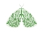 Picture of FLOURISHED GREEN MOTH