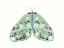 Picture of GREEN FLORAL MOTH 2