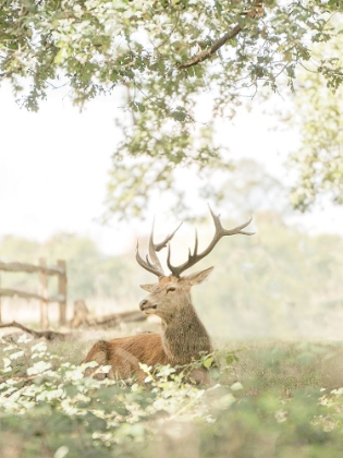 Picture of WHITE TAILED DEER
