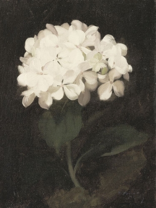 Picture of WHITE HYDRANGEA