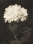 Picture of WHITE HYDRANGEA